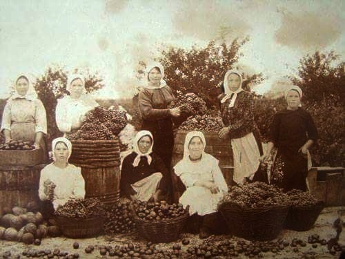 Виноградари