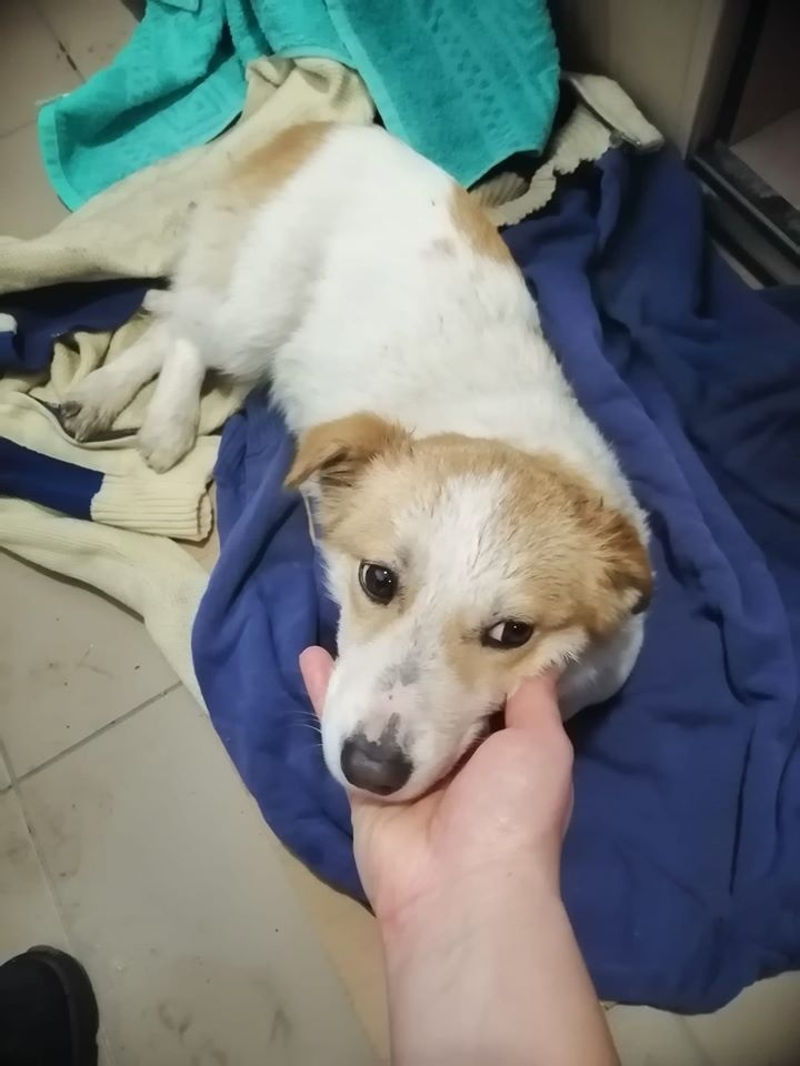 Эльза стала Белочкой
