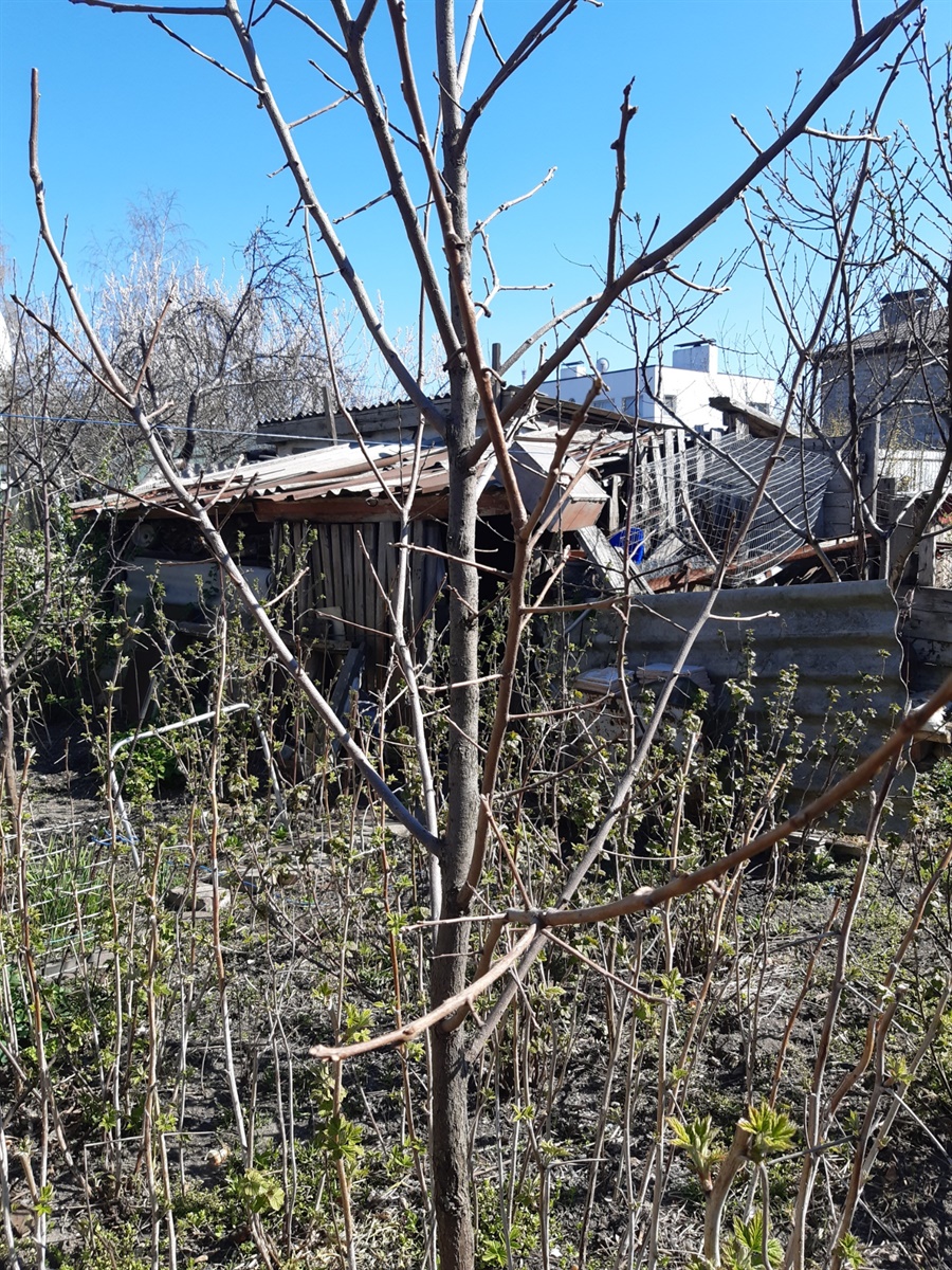 У хурмы еще даже почек не видно