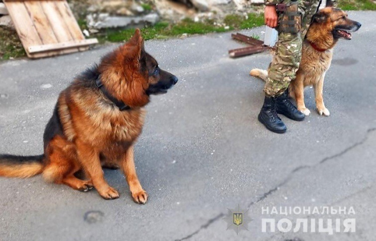 Собаки-поліцейські Воїн і Торін