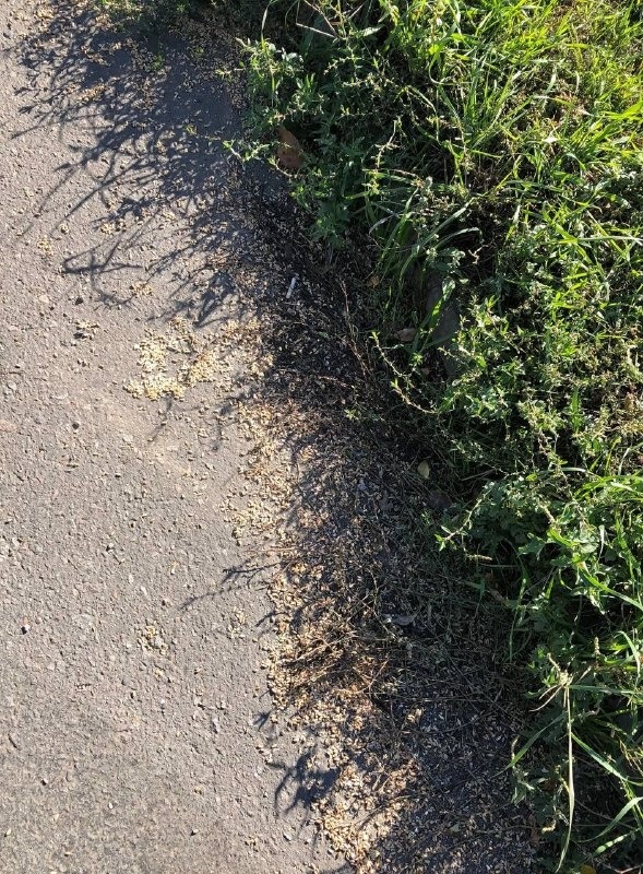 Зерно, розсипане вздовж Мелітопольского шосе у Бердянську