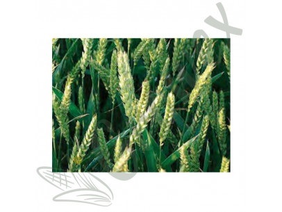 https://growex.market/products/yara-pshenicya