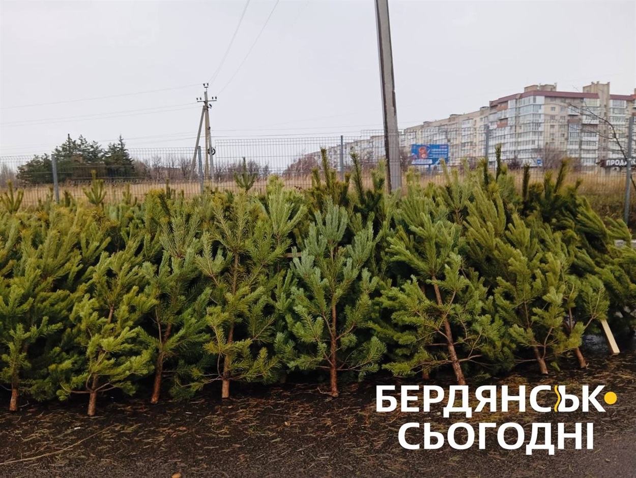 Продаж новорічних ялинок біля Екватору. Ціною від 800 до 5000 рублів 