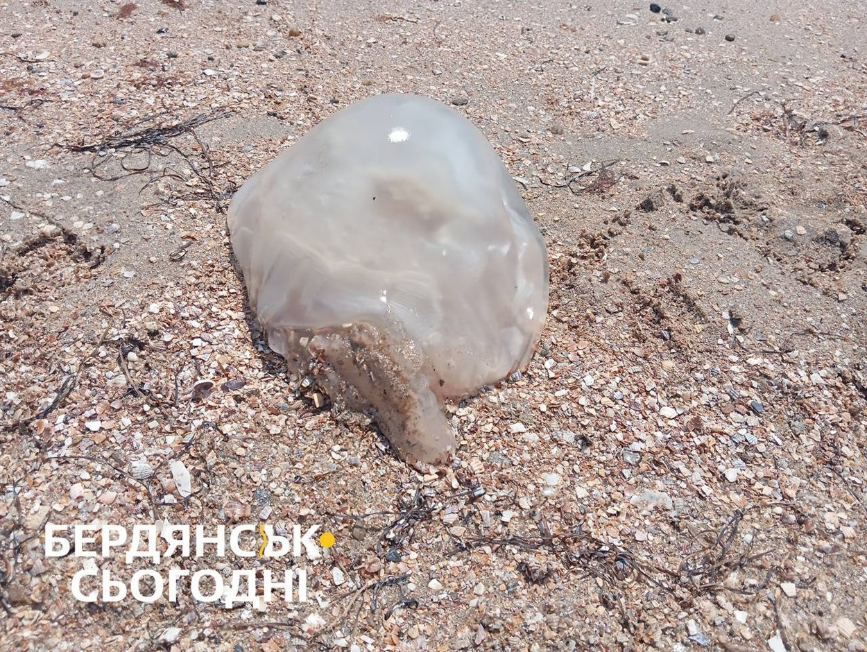 У морі на пляжах Бердянська вже з'явилися медузи